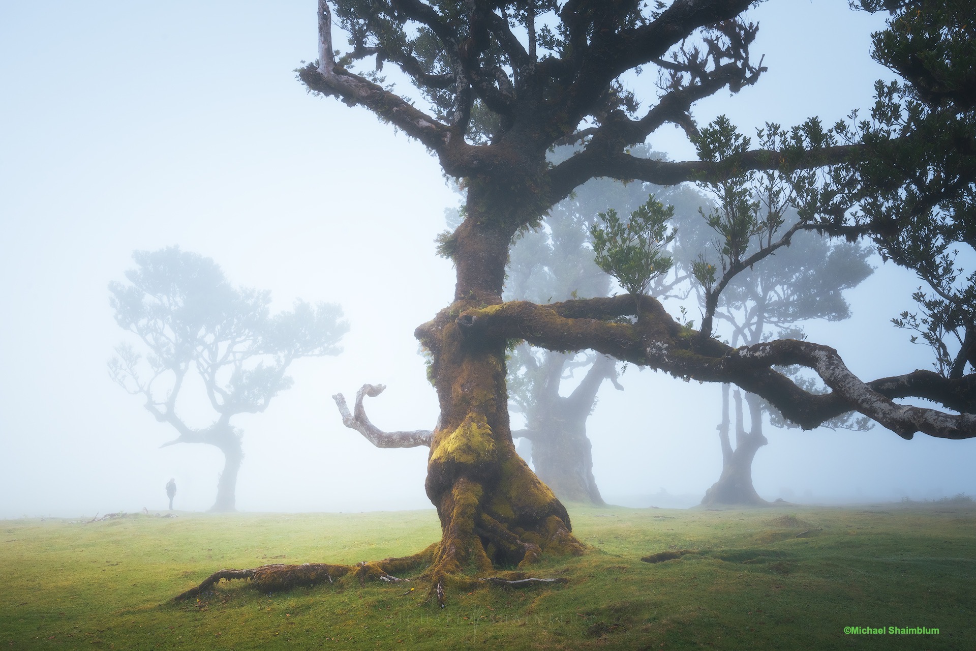 Magic Tree in Fanal (Madeira)